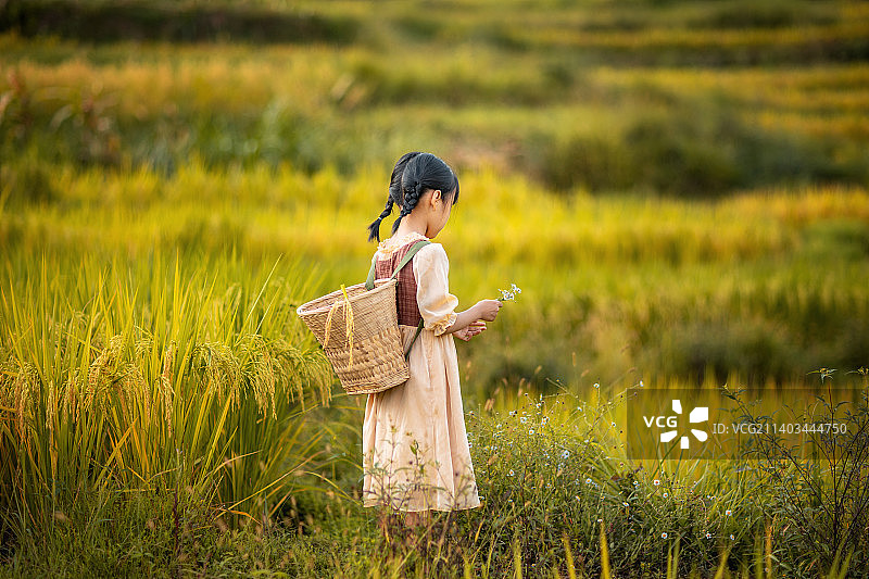 秋天的稻田中有一个背着背篓的小姑娘图片素材