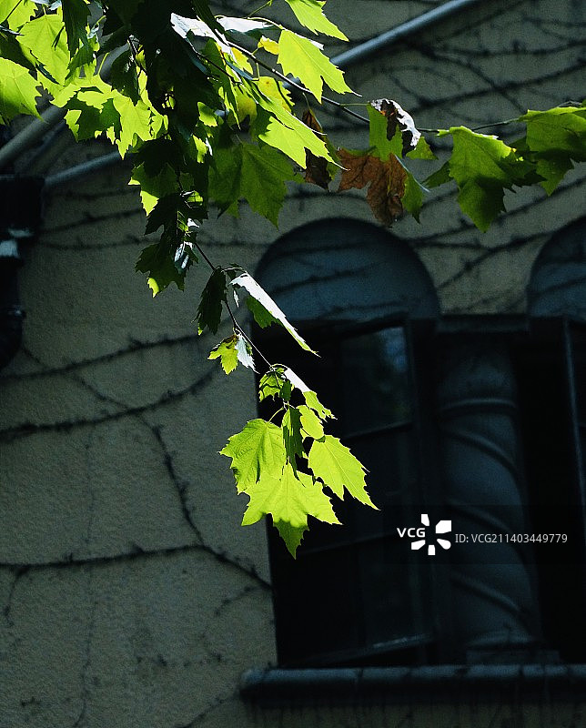 梧桐叶的光影图片素材