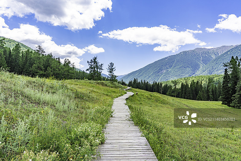 新疆喀纳斯景区的森林图片素材