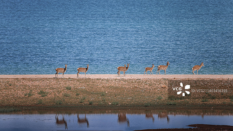 湖边的藏原羚图片素材