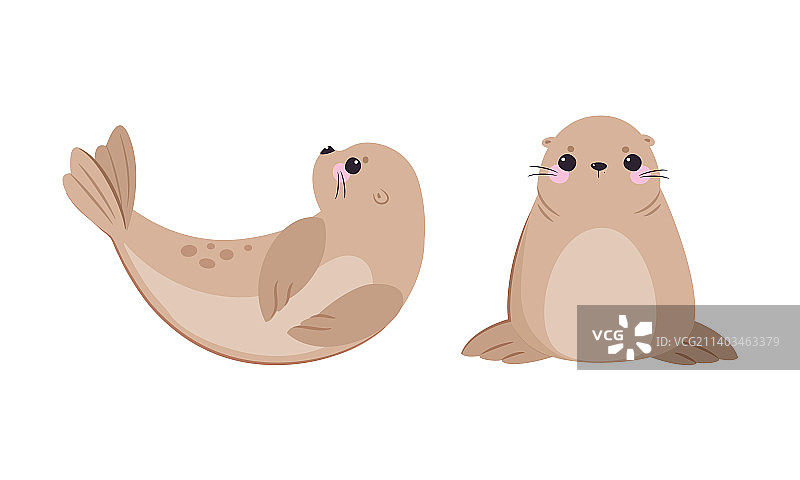 可爱的米色毛皮海豹图片素材