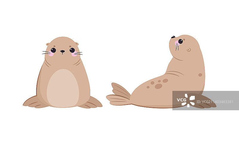 可爱的米色毛皮海豹图片素材