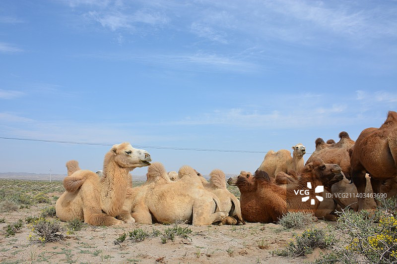 骆驼图片素材