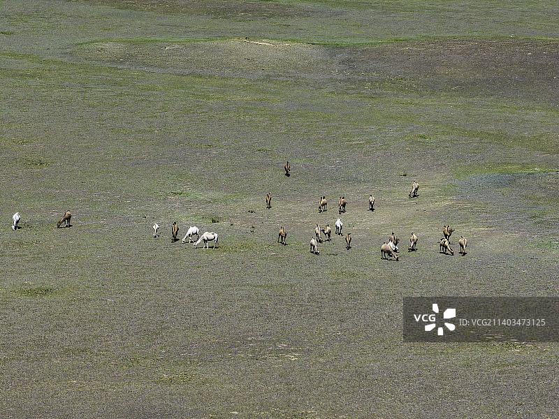 航拍新疆福海县戈壁上的野骆驼群图片素材
