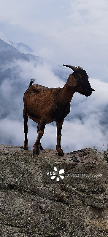 泸定岚安古镇崖边的山羊图片素材