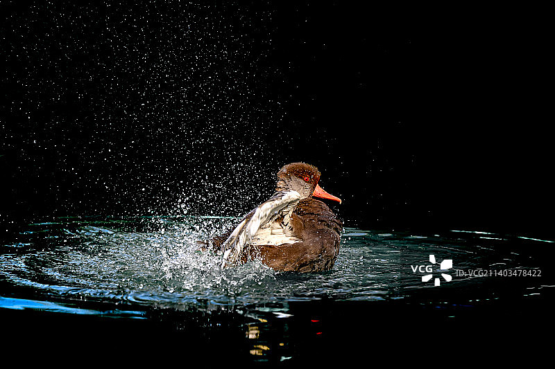赤嘴潜鸭图片素材