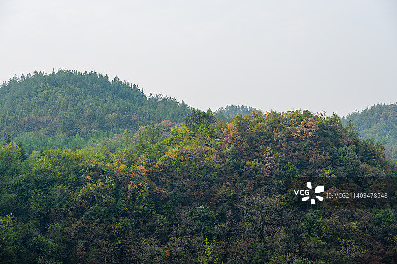 恩施大峡谷秋天的森林图片素材