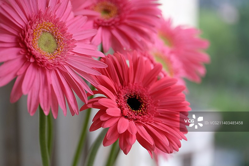 粉色的花儿图片素材