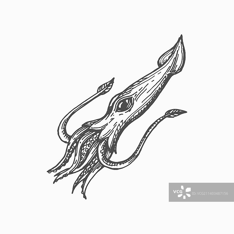 孤立的软体动物巨型鱿鱼图片素材