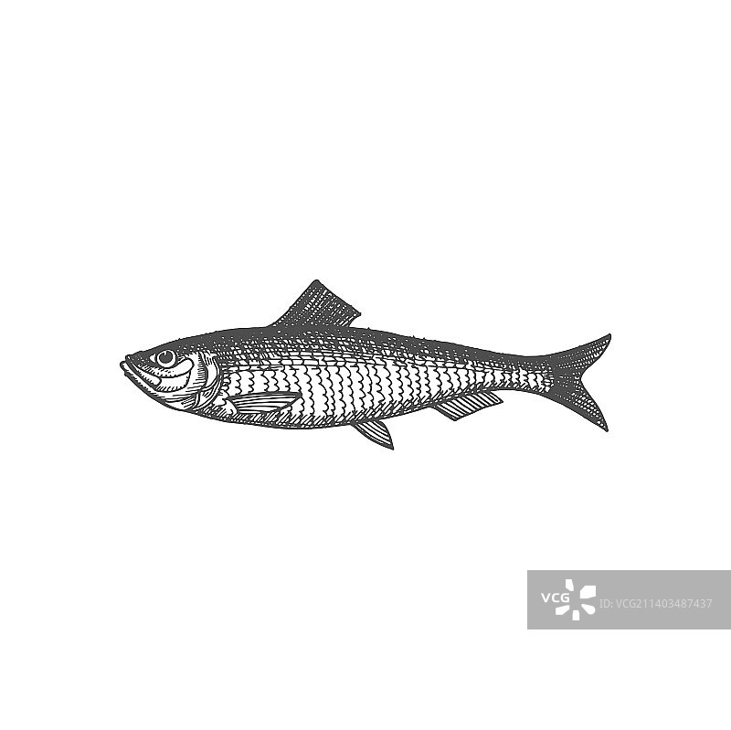 大西洋鲱鱼腌制熏制图标图片素材