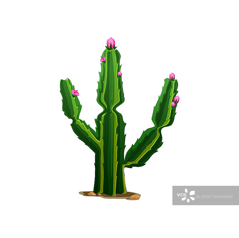 沙漠中带刺的多肉仙人掌图片素材