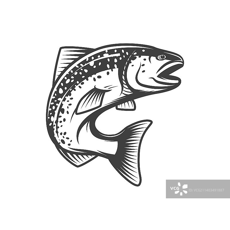 淡水鲑鱼和河鱼渔业食品图片素材