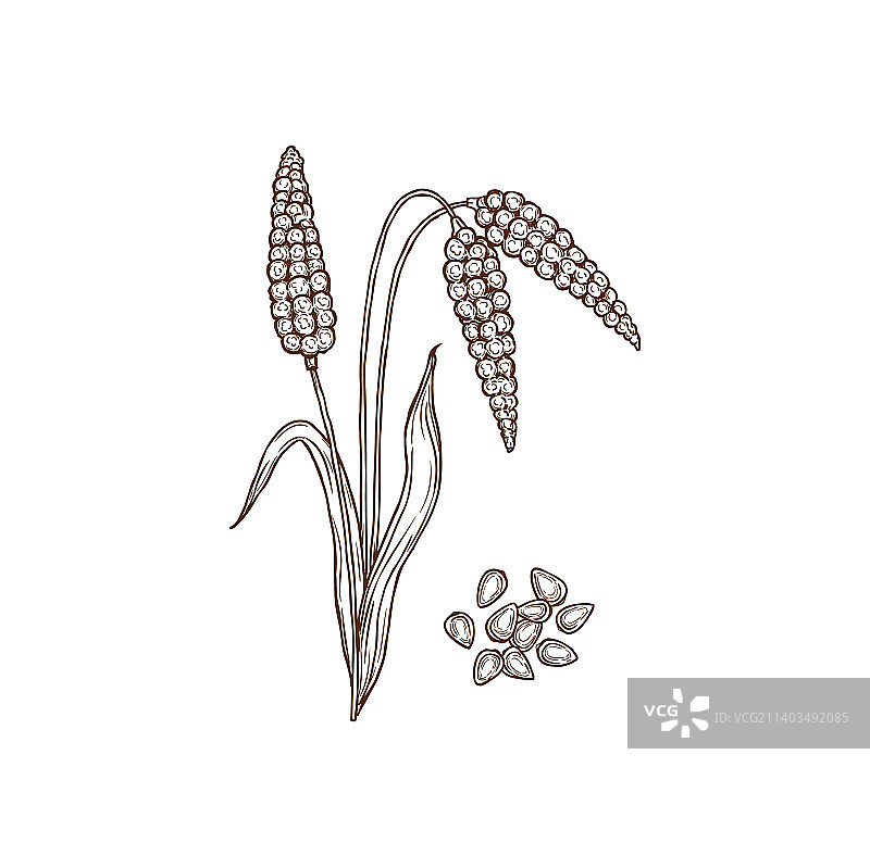 高粱植物和谷物隔离图标图片素材