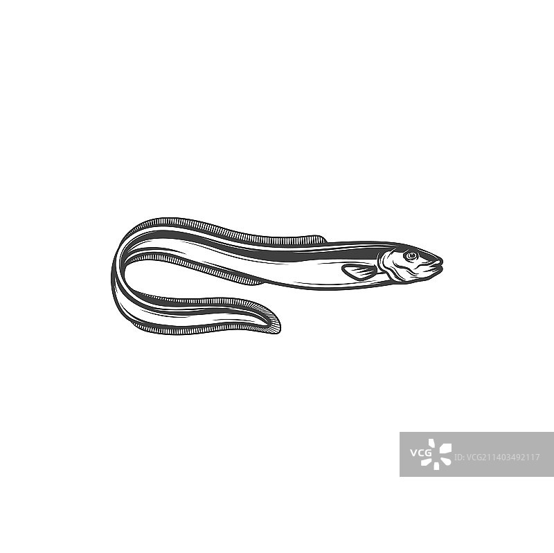 孤立的鳗鱼形水下鱼类图片素材