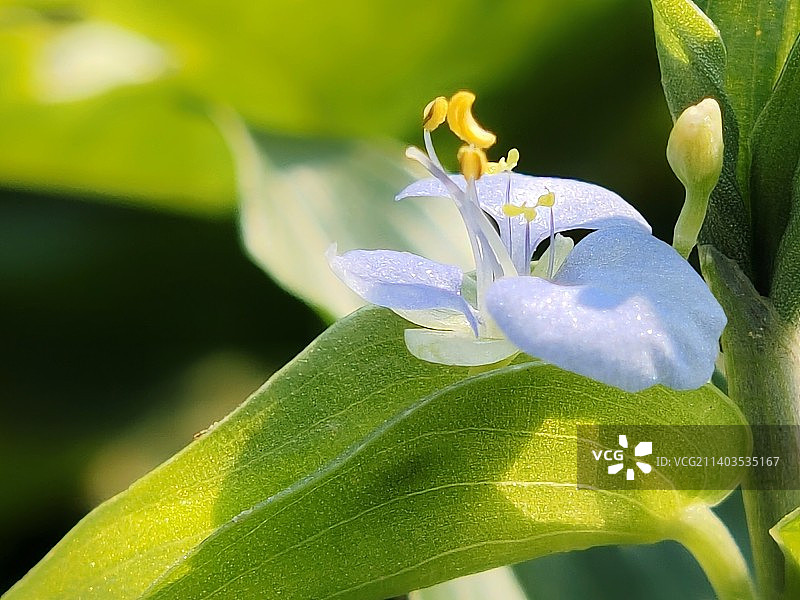 鸭跖草Commelina communis图片素材