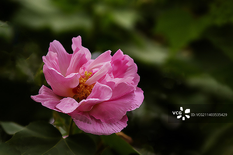 粉红色芙蓉花特写镜头图片素材