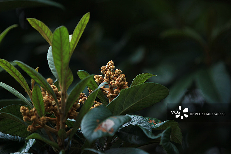 枇杷树上的花骨朵图片素材