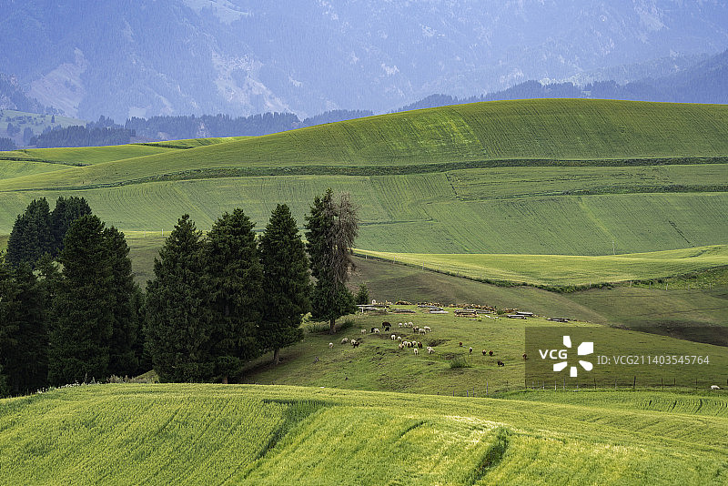 新疆昌吉地区江布拉克的麦田图片素材