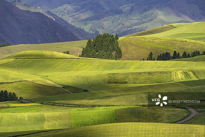 新疆昌吉地区江布拉克的麦田图片素材