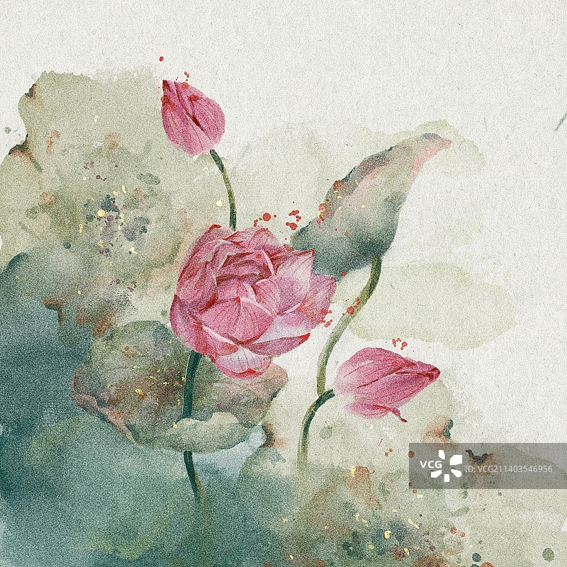 荷花依依，荷叶田田图片素材