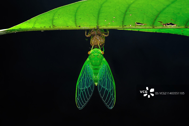 薄翅蝉蜕壳羽化图片素材