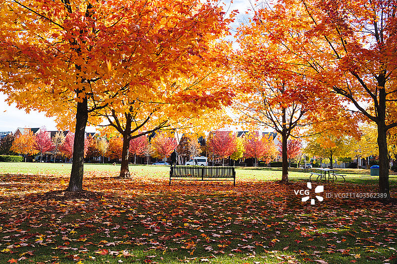 秋天公园的红色图片素材