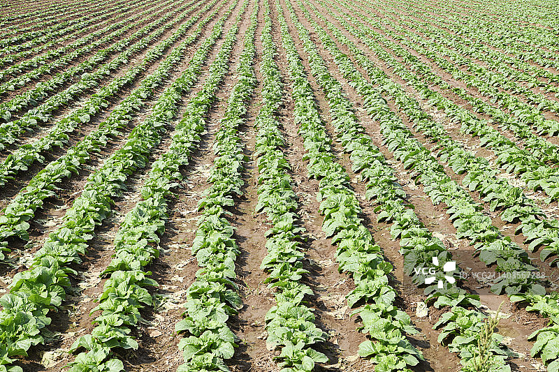 生长中的大田蔬菜 大白菜图片素材