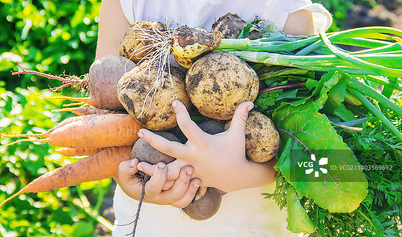 自制有机蔬菜：胡萝卜和甜菜图片素材