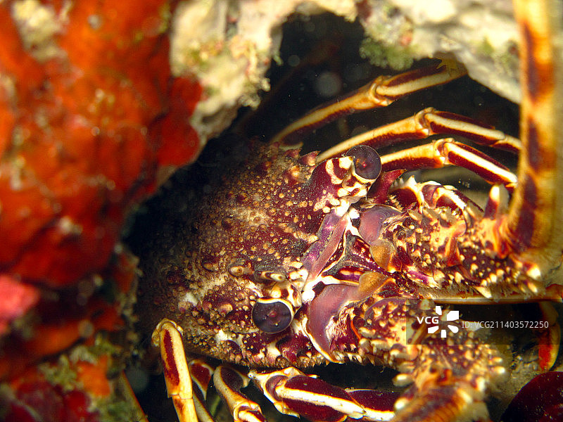 土耳其海中螃蟹的特写图片素材