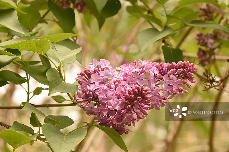 春天里盛开的紫色丁香灌木图片素材