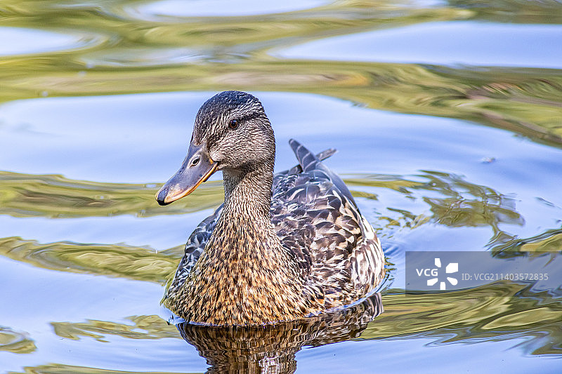 雌性绿头鸭在俄罗斯游泳图片素材