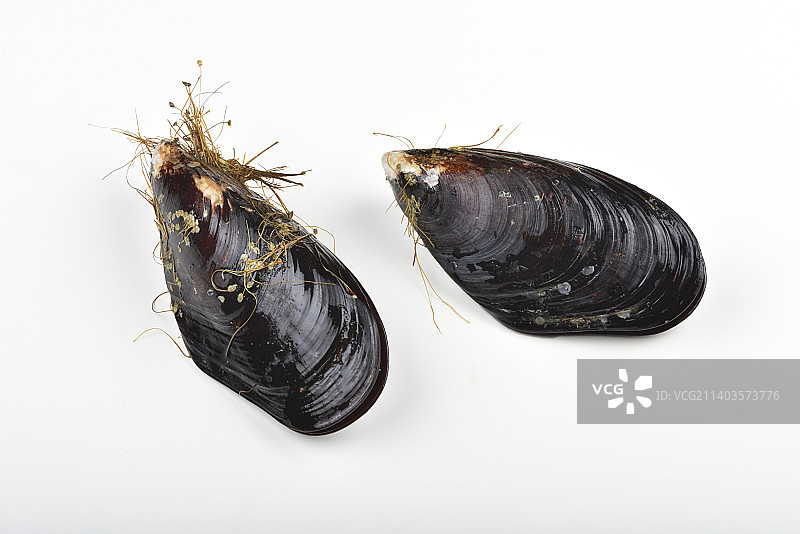 白底贻贝海鲜高角度视图图片素材