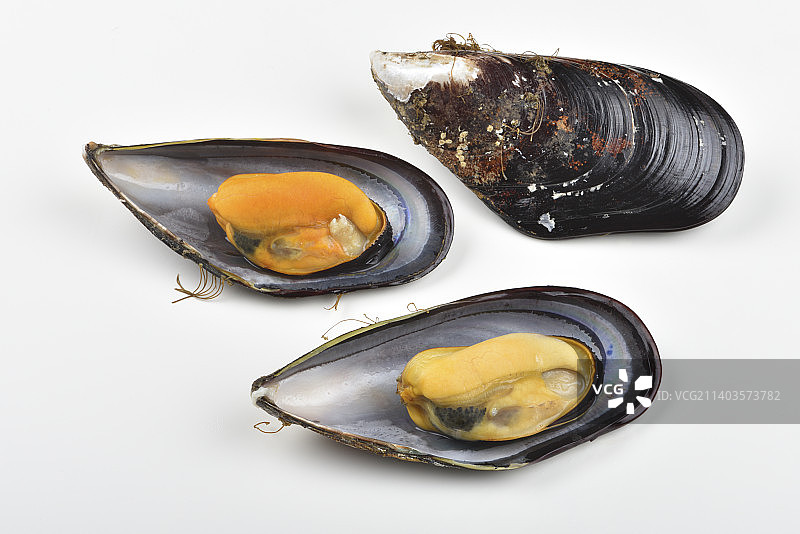 白色背景上的牡蛎特写图片素材