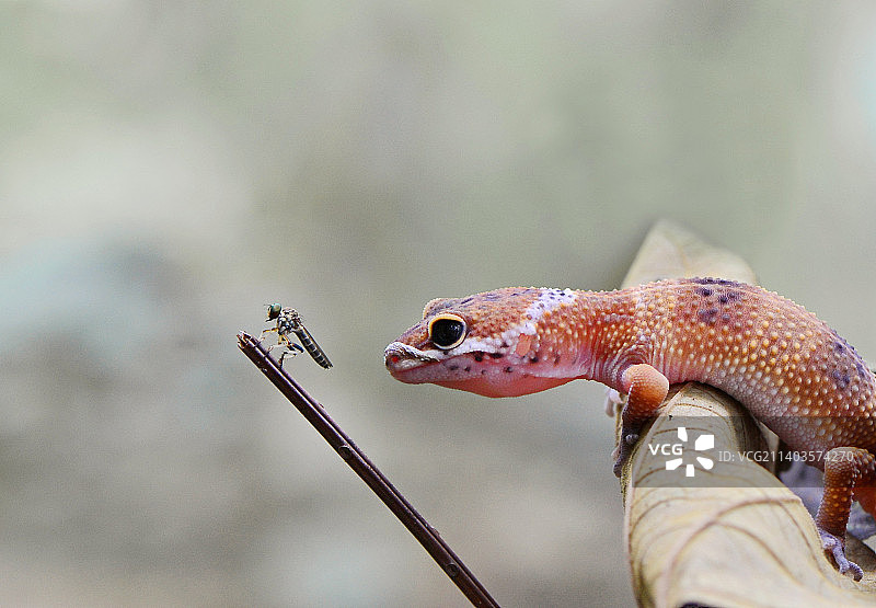 植物上的壁虎特写图片素材