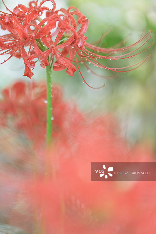 红色开花植物的特写图片素材