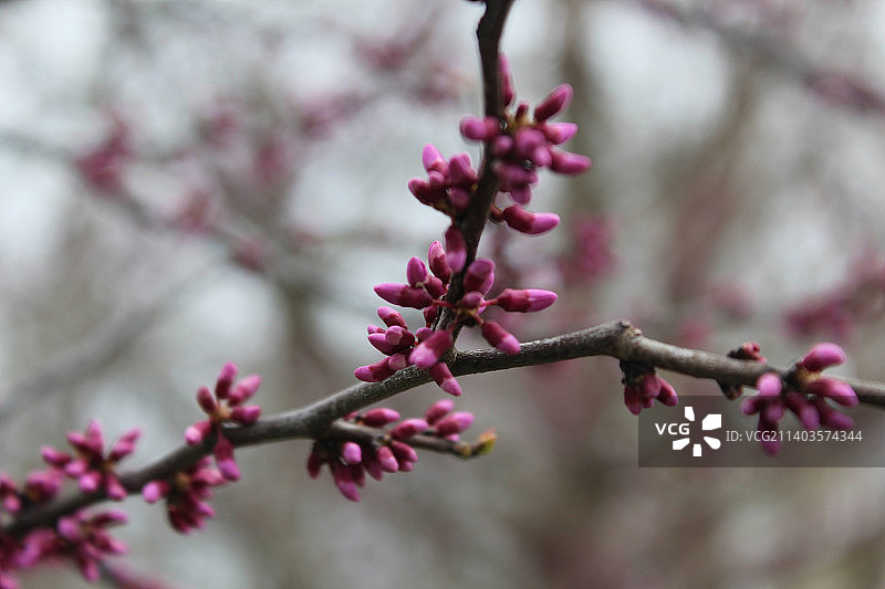 春天粉色樱花的特写图片素材