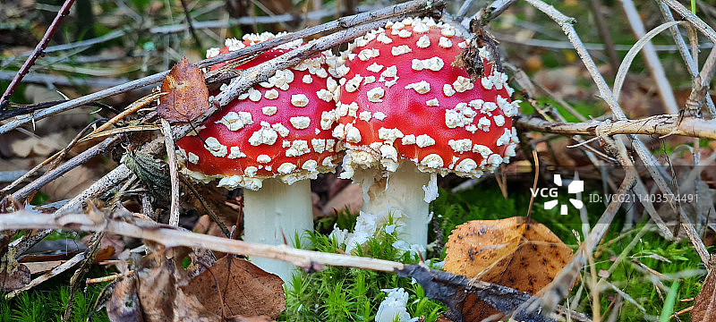 田间飞木耳的特写图片素材