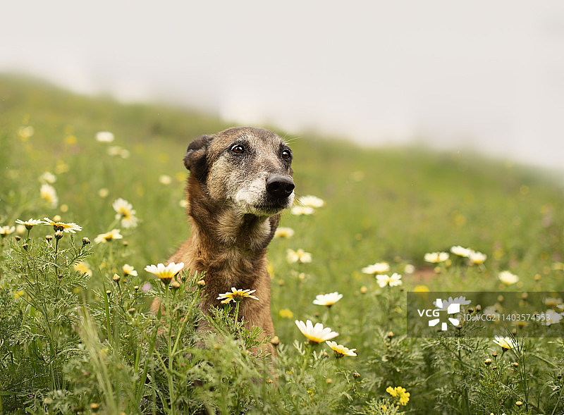 春天鲜花丛中可爱的年长比利时马里努阿犬图片素材