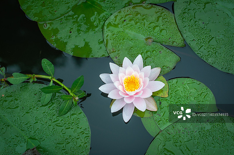 湖中荷花睡莲的特写图片素材