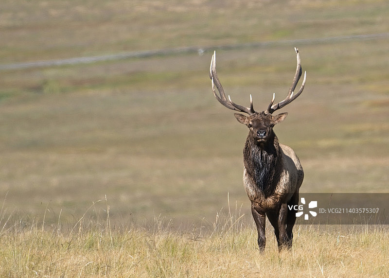 站在美国新墨西哥州杰梅兹山脉田野上的红鹿肖像图片素材