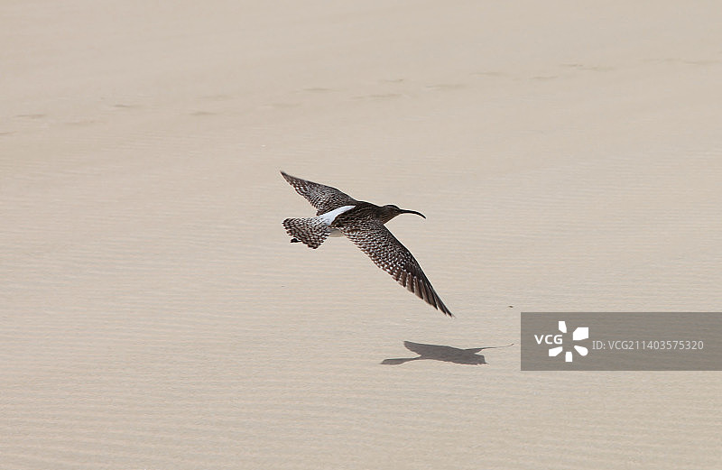 佛得角，鹬飞过沙滩的俯视角度照片图片素材