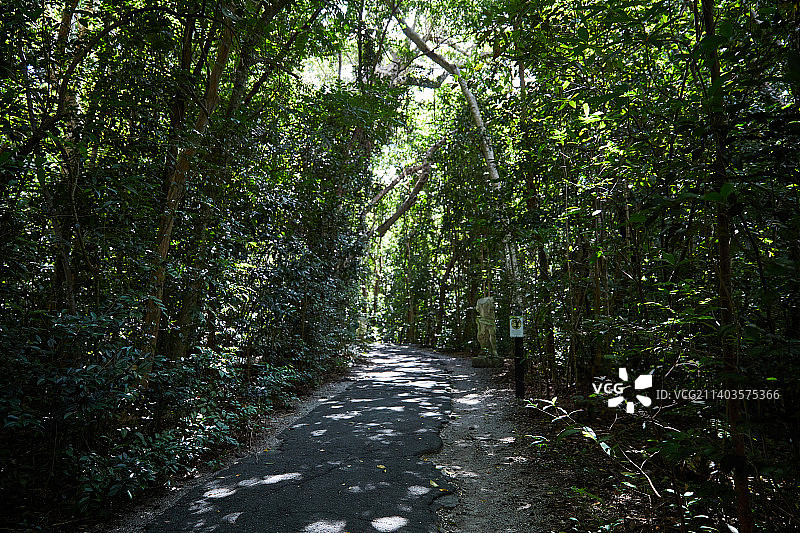 美国佛罗里达州迈阿密森林中的空旷道路图片素材