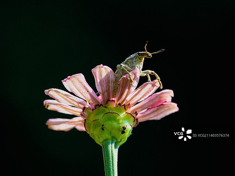 黑色背景下的花朵特写图片素材