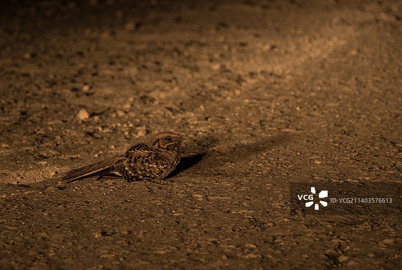墨西哥沙滩上的蜥蜴高角度视图图片素材