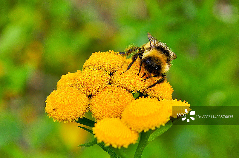 黄色花朵上的蜜蜂特写，俄罗斯普托拉纳高原图片素材
