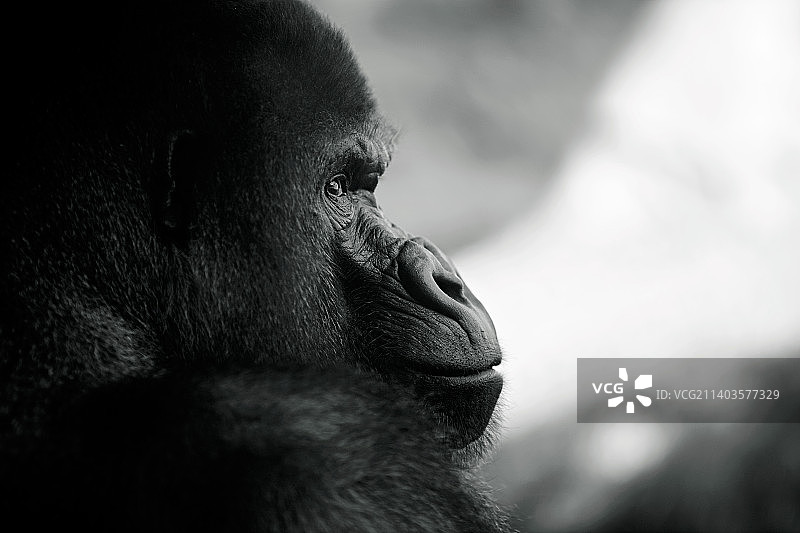 西班牙瓦伦西亚的猴子特写图片素材