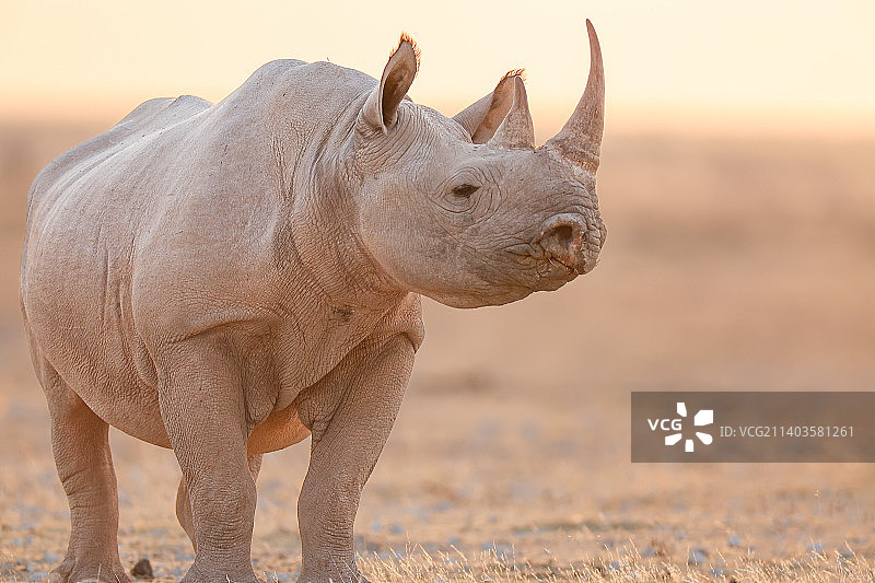 站在田野上的白色犀牛侧面图，纳米比亚图片素材