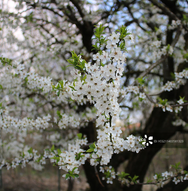 春天樱花的特写图片素材