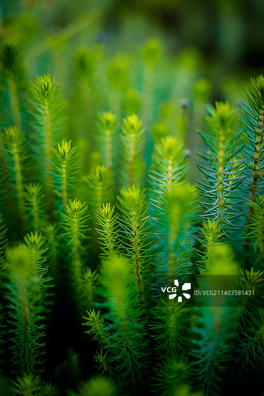 蕨类植物特写图片素材