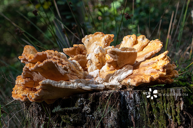 特写：荷兰吕嫩市库内拉路树干上的蘑菇图片素材